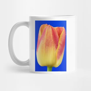 Tulipa  &#39;Candy Corner&#39;   Triumph Tulip Mug
